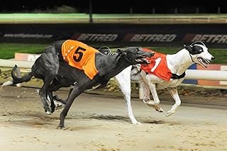 “The SURE ONE” Greyhound Racing System