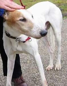Greyhound Racing in Scotland Faces Extinction as Ban Looms