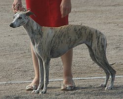 Expert Greyhound Racing Tips for Dubbo and The Meadows: Top Bets and Insights