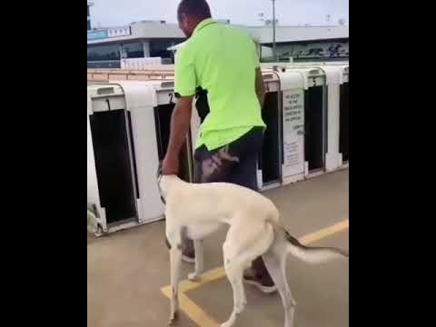 Greyhound Racing Thrills Fans at Gosford with Top Performances