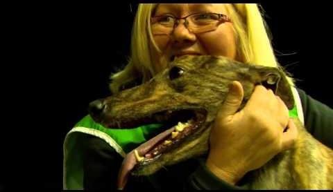 Greyhound Racing’s Melbourne Cup Heats: Intense Competition Unfolds