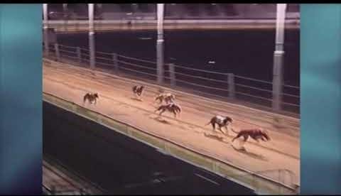 Greyhound St Leger: Thrilling Showdowns and Notable Performances