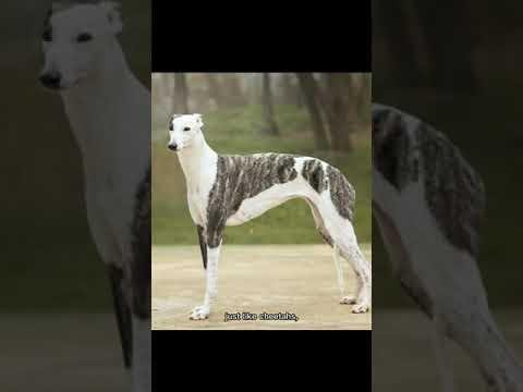 Midweek Greyhound Racing: Exciting Action at Gunnedah, Temora, Richmond