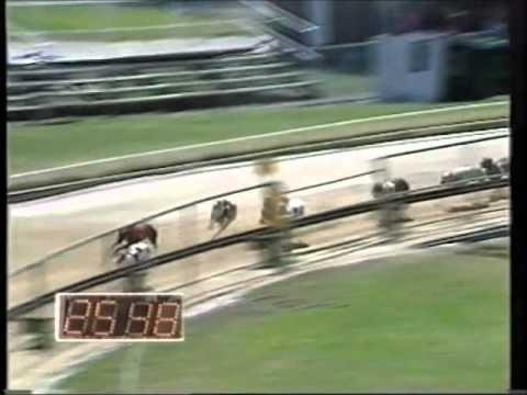 Sandown Park Hosts Thrilling Greyhound Racing Showdown